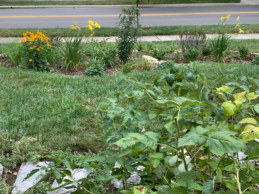 How to Add a Rain Garden