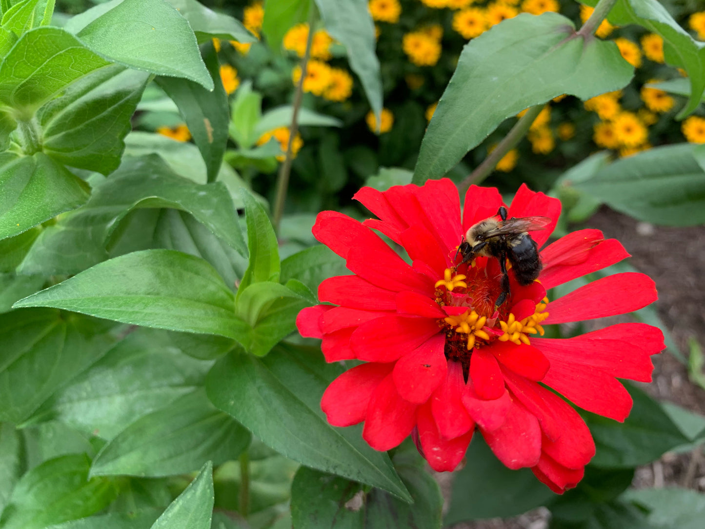 Zinnia plantable seed paper