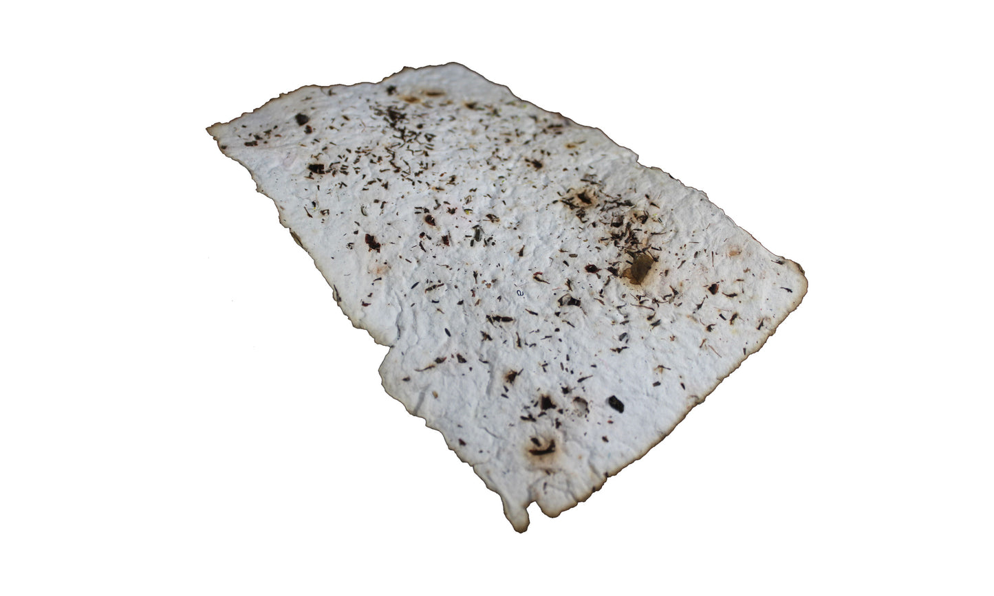 Coreopsis plantable seed paper, pack of 10