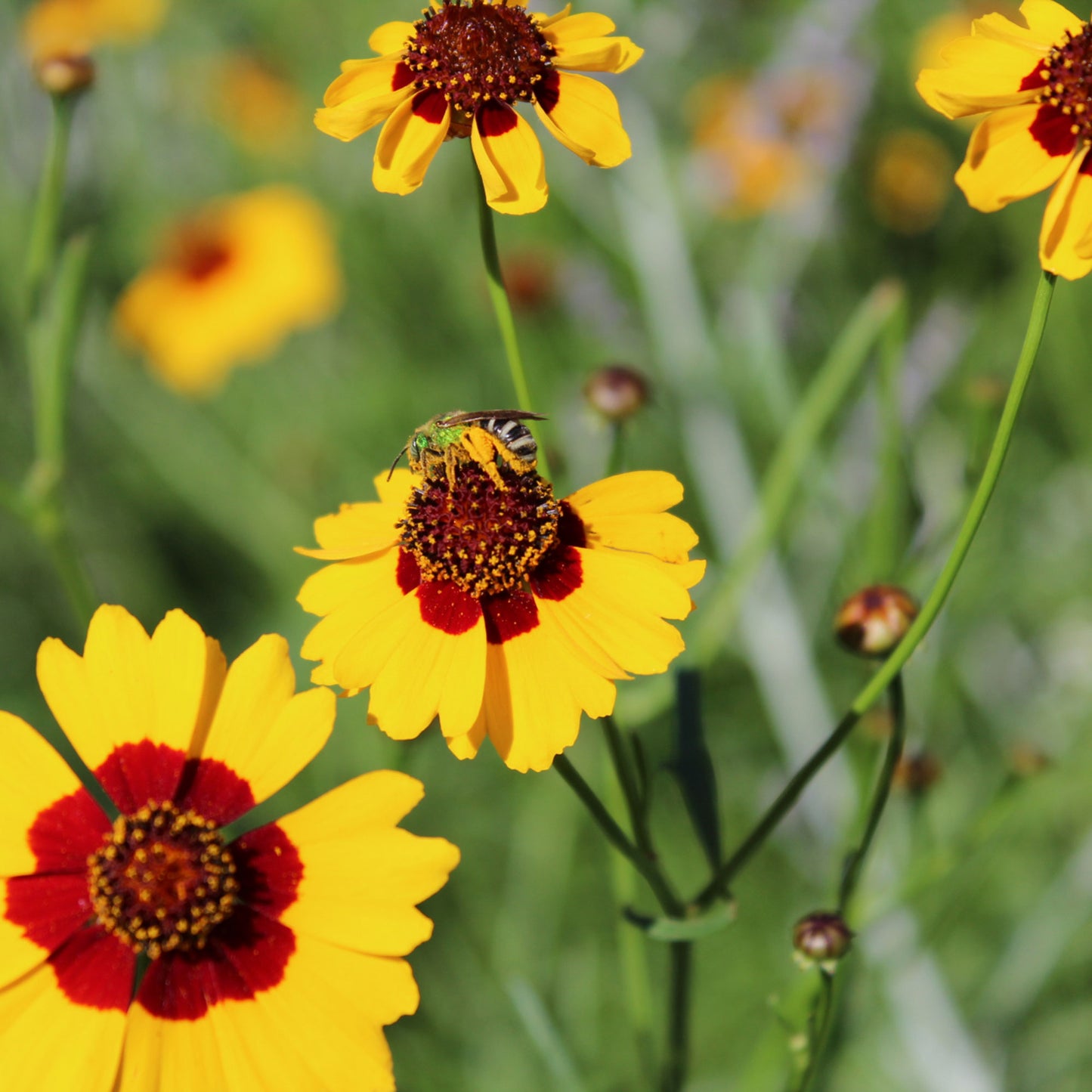 Coreopsis plantable seed paper, pack of 10