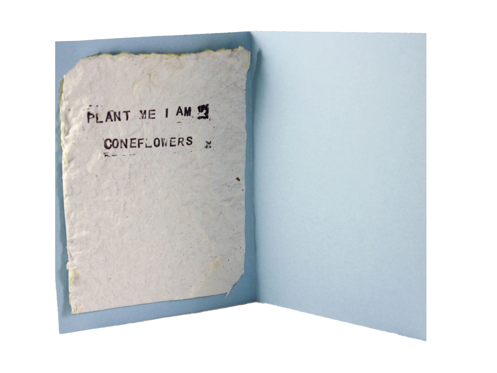 Interior of seed paper card with seed paper featuring a stamp that says "PLANT ME I AM CONEFLOWERS"