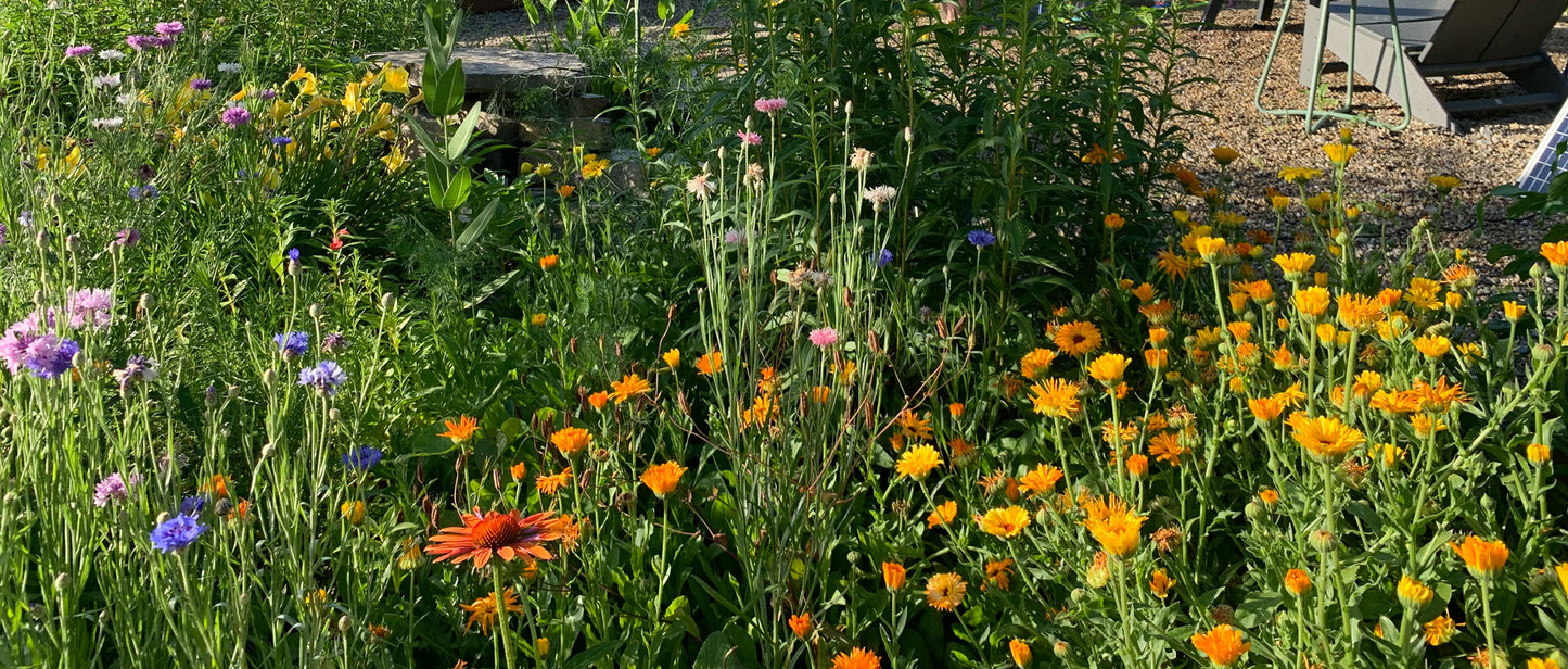 Wildflower bouquets for local pickup