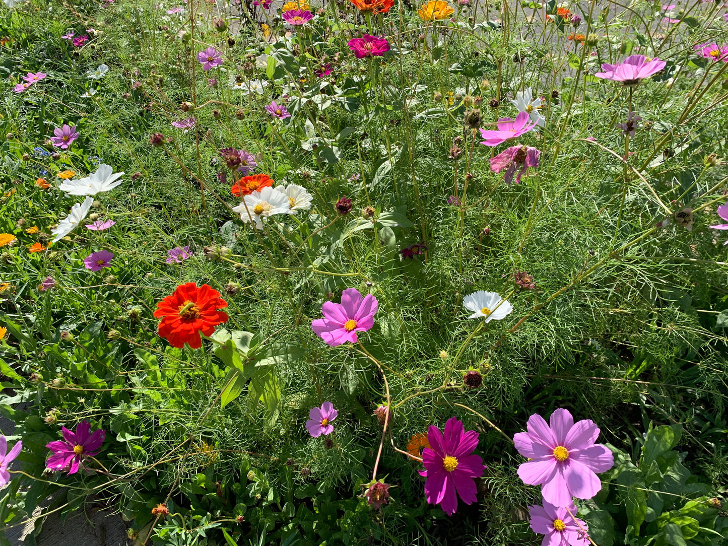 Wildflower bouquets for local pickup