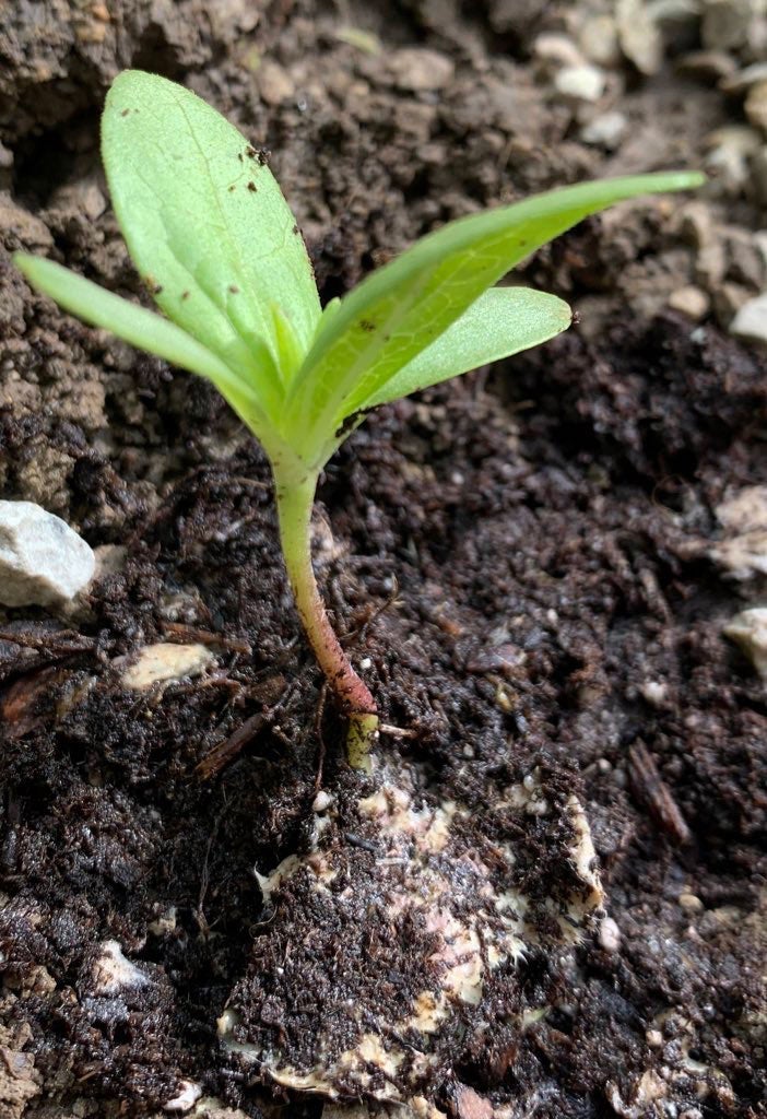 Zinnia plantable seed paper