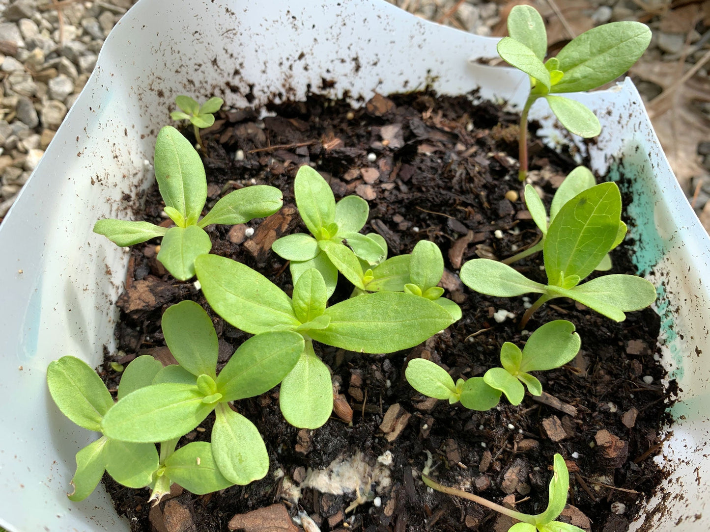 Zinnia plantable seed paper