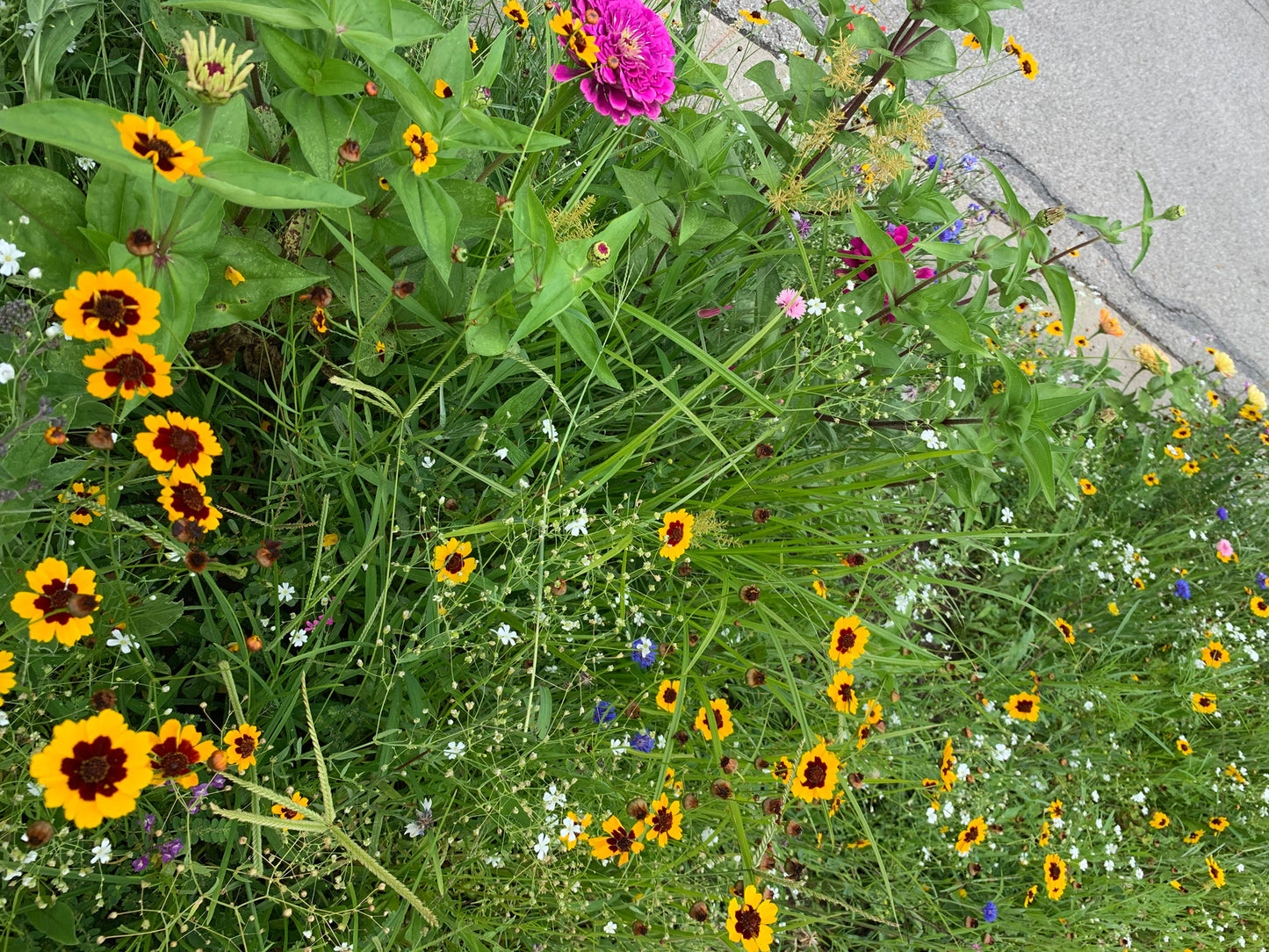 Wildflower bouquets for local pickup